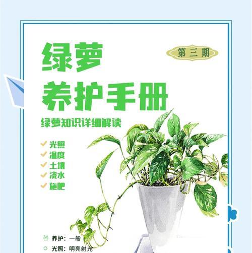 绿萝浇水的最佳时间和频率是什么？