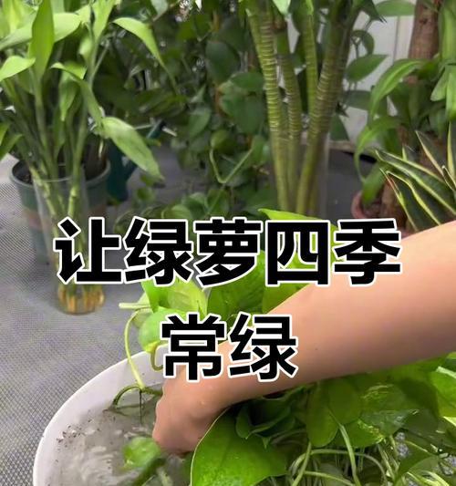 绿萝浇水的最佳时间和频率是什么？