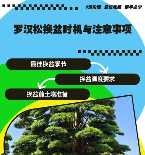 日本罗汉松的养护方法和注意事项是什么？