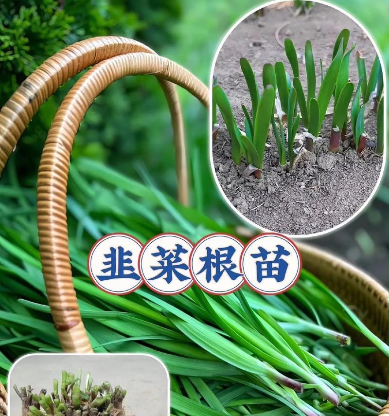 韭菜是什么植物？韭菜的种植和养护方法有哪些？