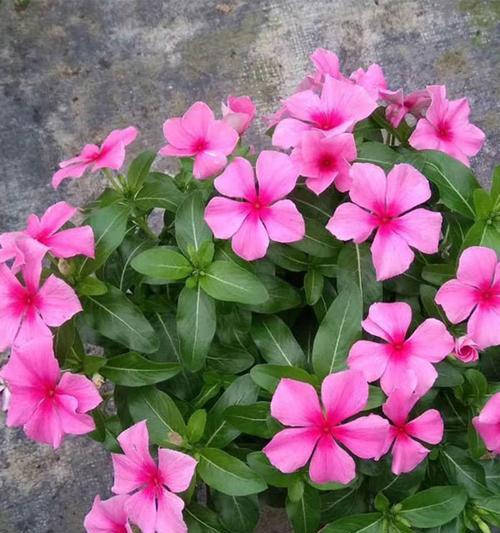室内应该种什么花？适合室内环境的花卉推荐有哪些？