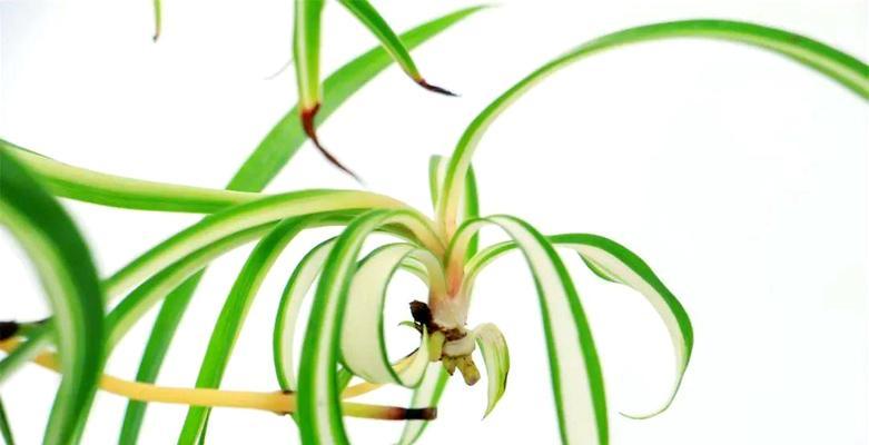哪种吊兰品种最好？吊兰品种的选择方法是什么？