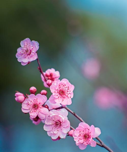 梅花在冬季有哪些颜色？