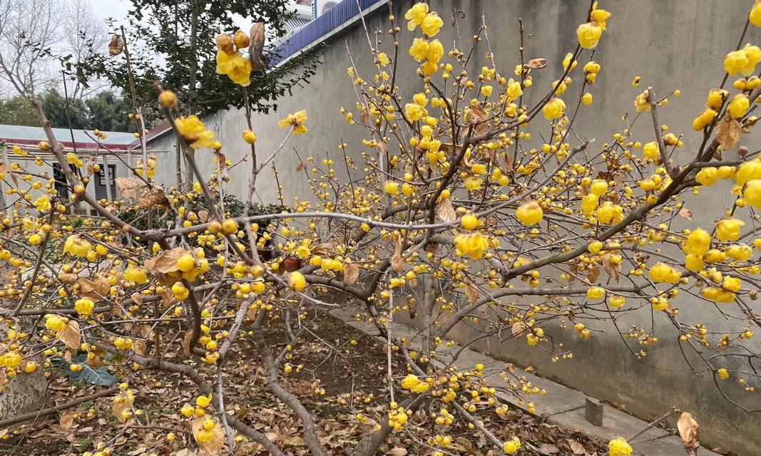 梅花在冬季有哪些颜色？
