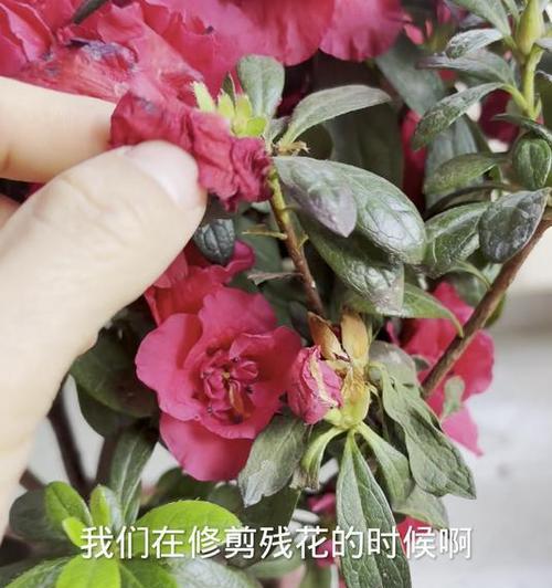 杜鹃花的最佳剪枝时间是什么时候？如何正确修剪？