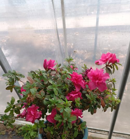 杜鹃花的最佳剪枝时间是什么时候？如何正确修剪？