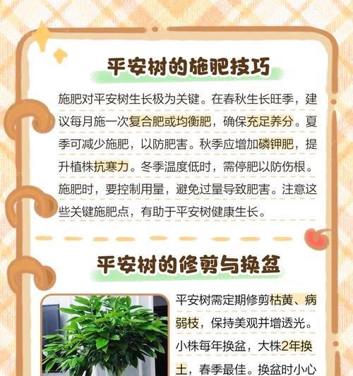 室内平安树的养殖环境和养护要点是什么？