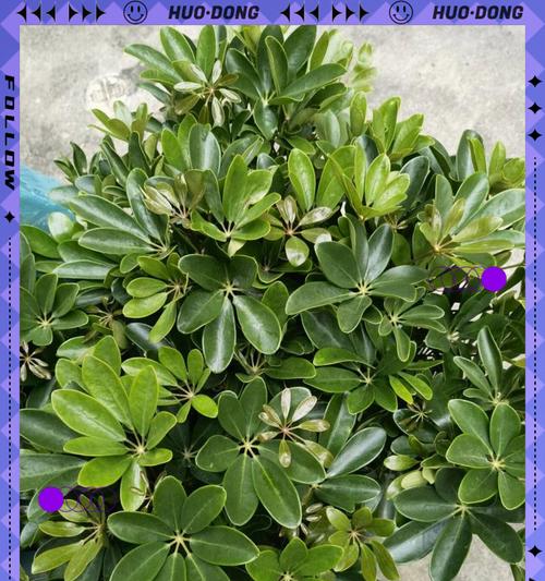 什么植物最能净化空气？适合室内种植的净化植物有哪些？