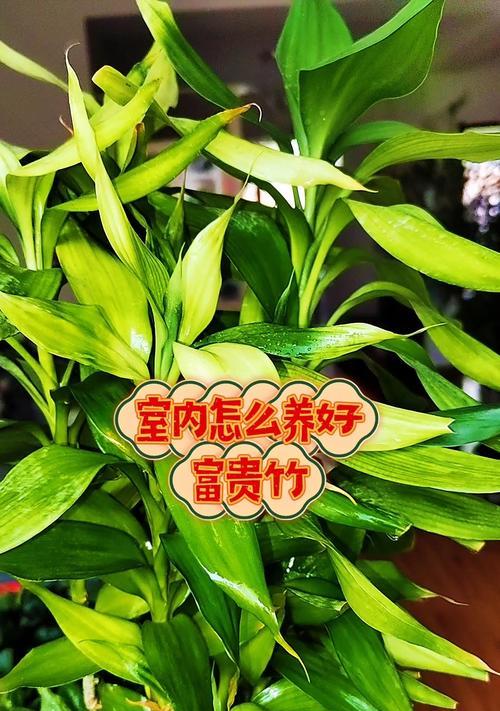 富贵竹繁殖方法有哪些？如何进行富贵竹的繁殖？