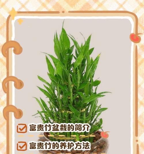 富贵竹繁殖方法有哪些？如何进行富贵竹的繁殖？