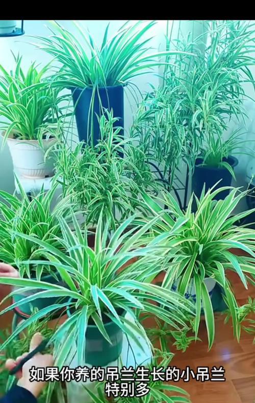 吊兰绿植的养护技巧是什么？如何保持吊兰的健康生长？
