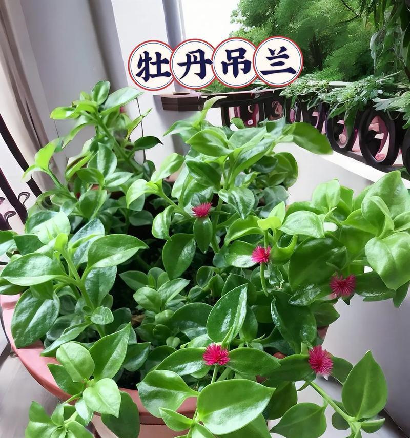 吊兰绿植的养护技巧是什么？如何保持吊兰的健康生长？