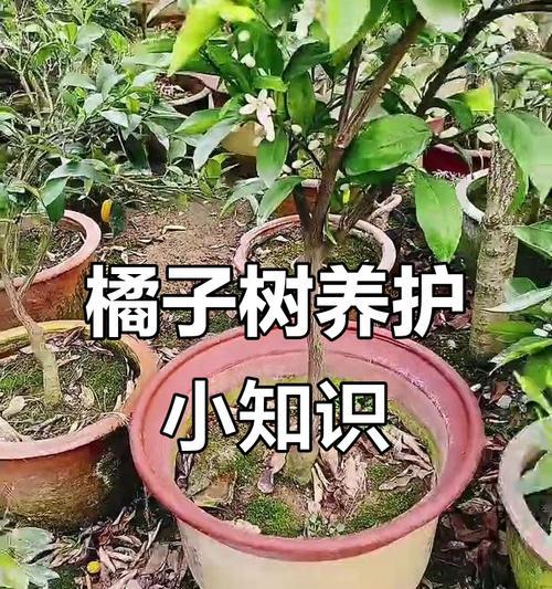 橘子树的种植和养护要点是什么？