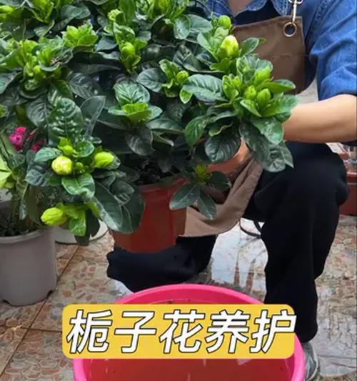 栀子花养护需要注意哪些问题？