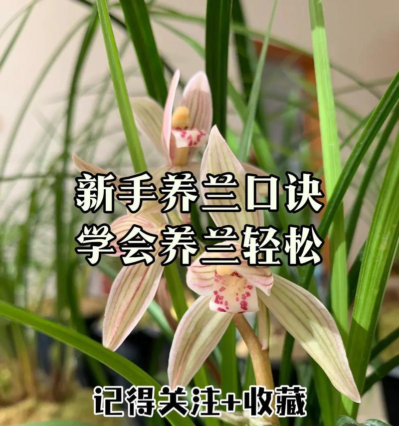 兰花品种如何分类？兰花有哪些常见品种？