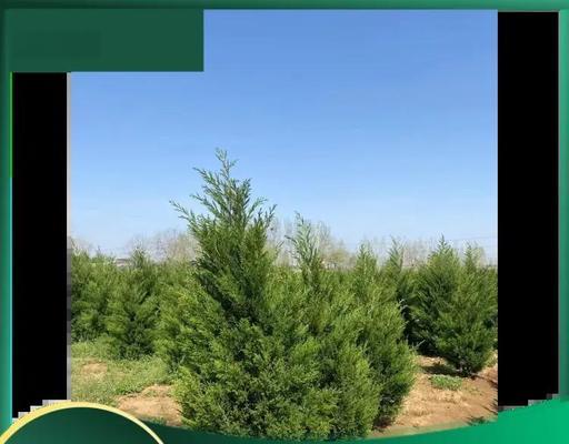 城市绿化树木品种有哪些？如何选择适合的城市绿化树木品种？