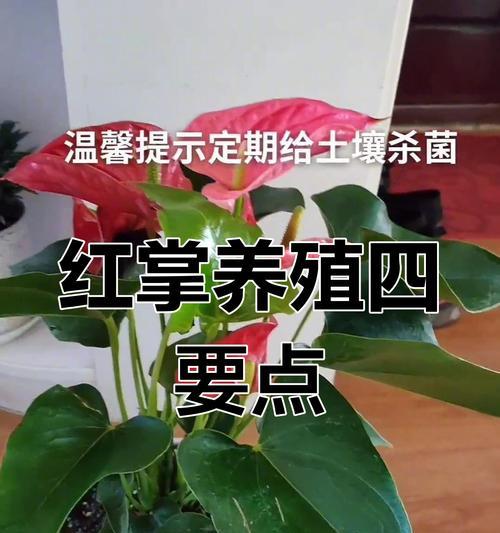 红掌花朵颜色不红的原因是什么？