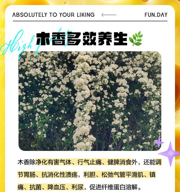 木香花的养殖技巧和常见问题是什么？