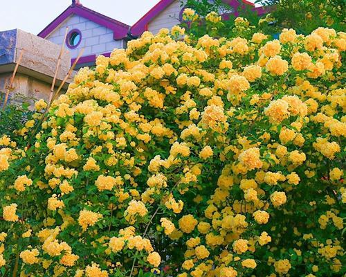 木香花的养殖技巧和常见问题是什么？