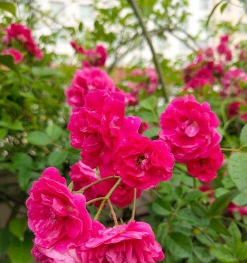 木香花的养殖技巧和常见问题是什么？