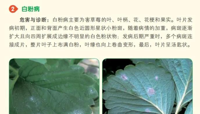 花叶子发白的解决办法是什么？