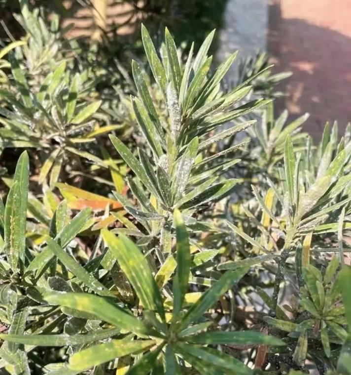 花叶子发白的解决办法是什么？