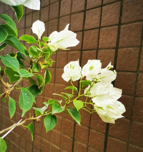 花叶子发白的解决办法是什么？