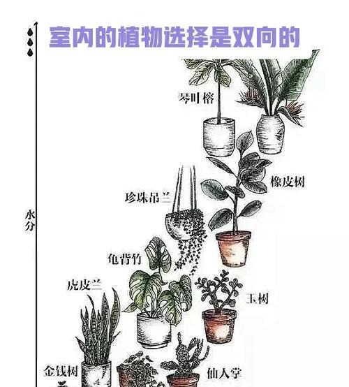 常见的室内植物花草有哪些？室内植物的选择与摆放技巧是什么？