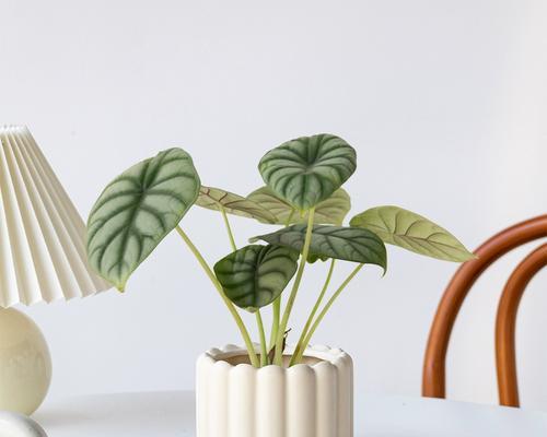 常见的室内植物花草有哪些？室内植物的选择与摆放技巧是什么？