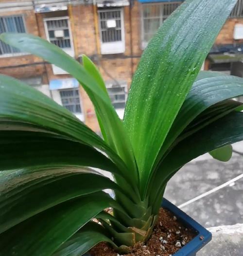 常见的室内植物花草有哪些？室内植物的选择与摆放技巧是什么？