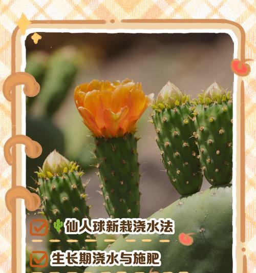 移盆时仙人球应该注意什么？移盆后多久可以浇水？