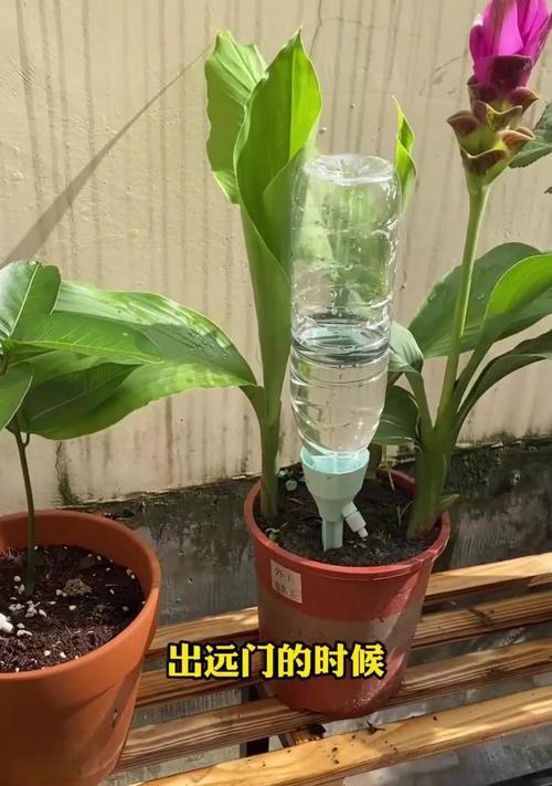 室内花草浇水的正确方法是什么？