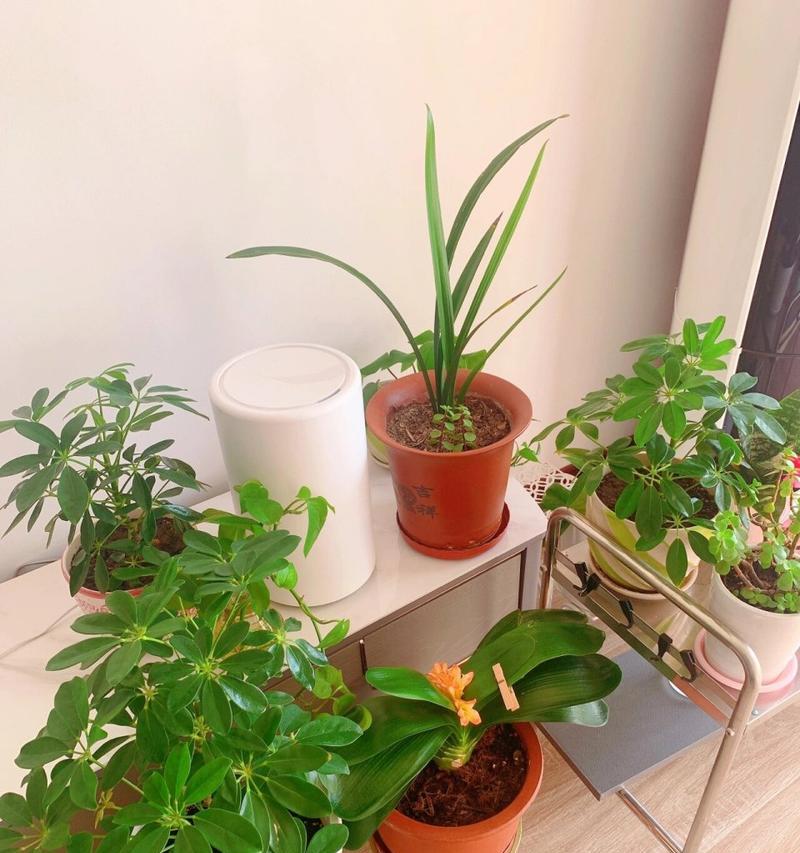 室内花草浇水的正确方法是什么？