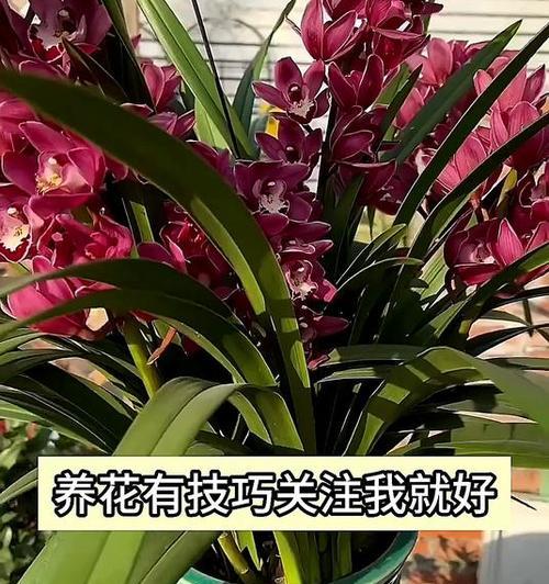 室内花草浇水的正确方法是什么？