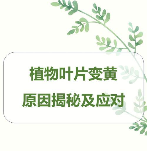 夏季植物叶子发黄的应对措施？