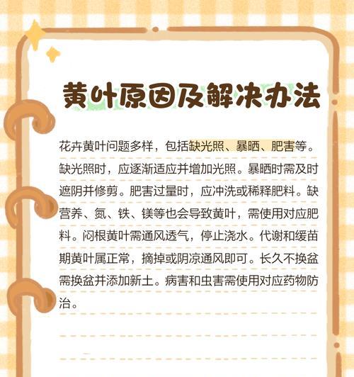 夏季植物叶子发黄的应对措施？
