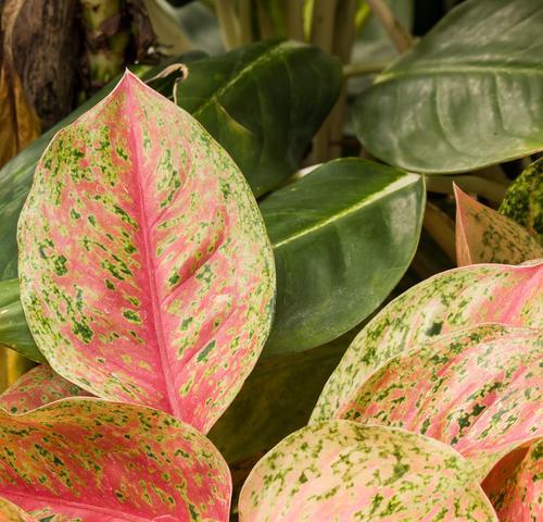 夏季植物叶子发黄的应对措施？