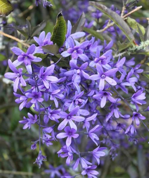 藤花有哪些种类？如何选择和栽培藤本植物？