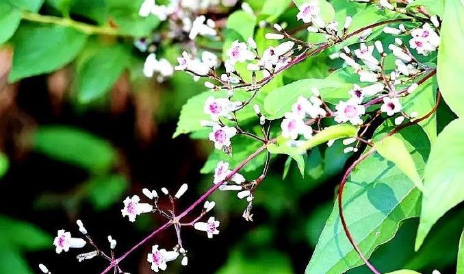 藤花有哪些种类？如何选择和栽培藤本植物？