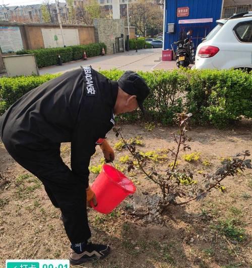 三叶草移栽后的养护方法是什么？如何确保成活率？