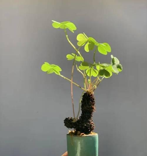三叶草移栽后的养护方法是什么？如何确保成活率？