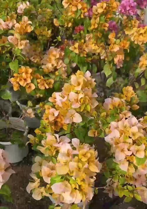 三角梅花爆满的养护方法是什么？