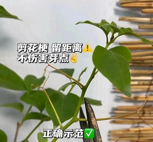 三角梅花爆满的养护方法是什么？