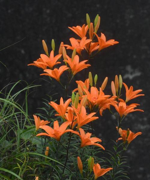 百合长什么样子？百合花的形态特征和品种分类是什么？
