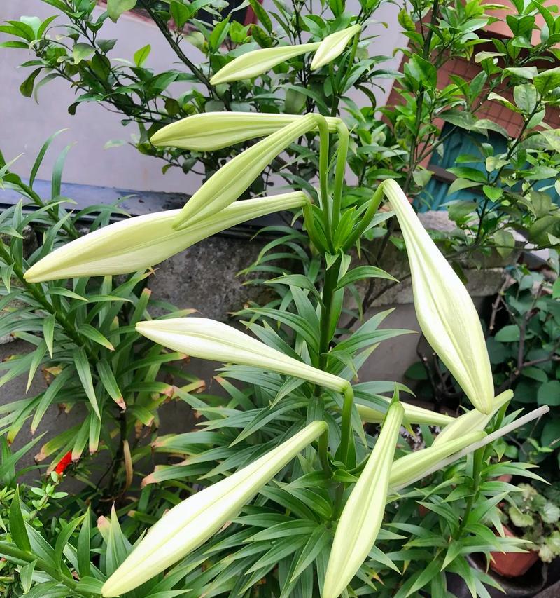 百合长什么样子？百合花的形态特征和品种分类是什么？