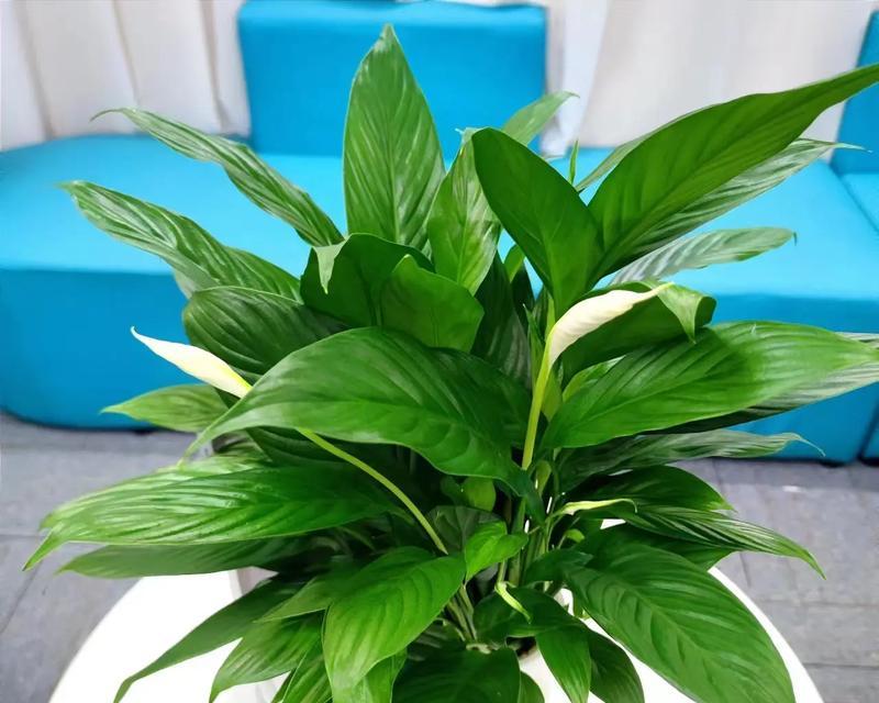 哪些植物可以净化空气？室内种植哪些植物可以有效净化空气？