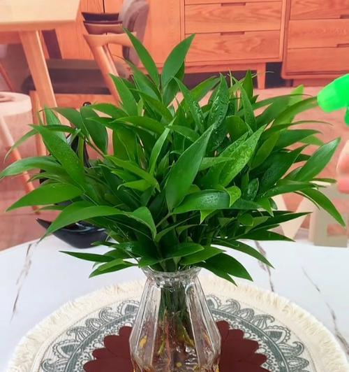 哪些植物可以净化空气？室内种植哪些植物可以有效净化空气？