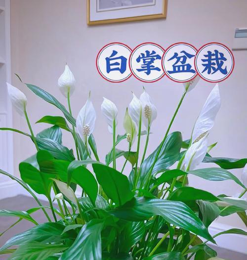 哪些植物可以净化空气？室内种植哪些植物可以有效净化空气？