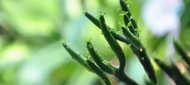 膨珊瑚缀化的方法和注意事项有哪些？