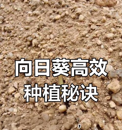 向日葵种植的步骤和技巧是什么？